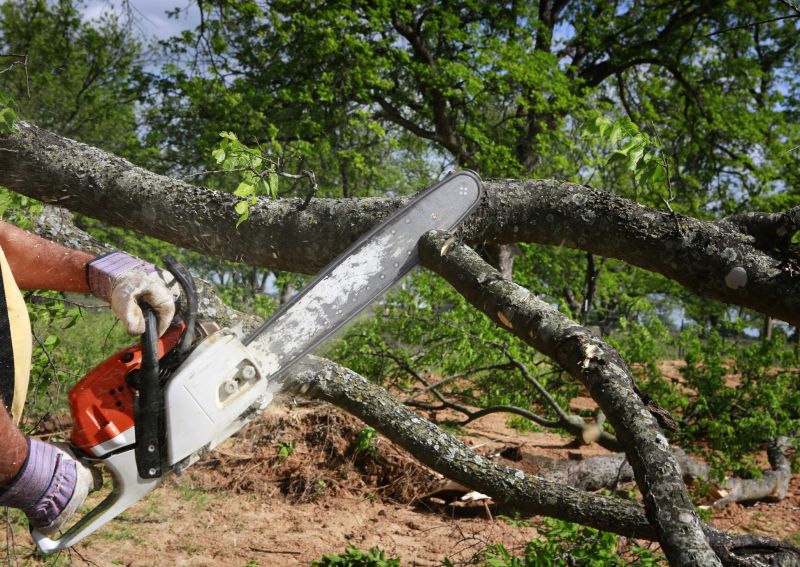 Arborist Tree Service detail