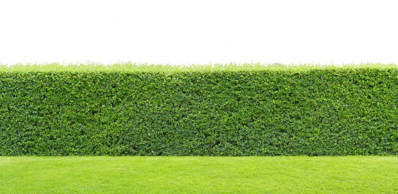 Privacy Hedge Installation
