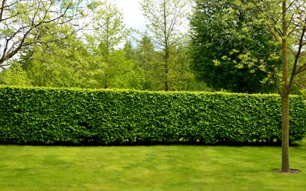 Hedge Planting in Englewood