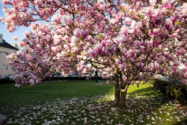 Magnolia Tree Planting in Englewood