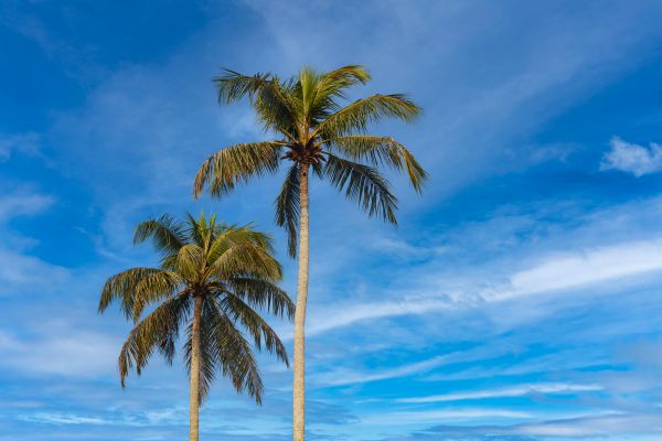Palm Tree Planting in Englewood