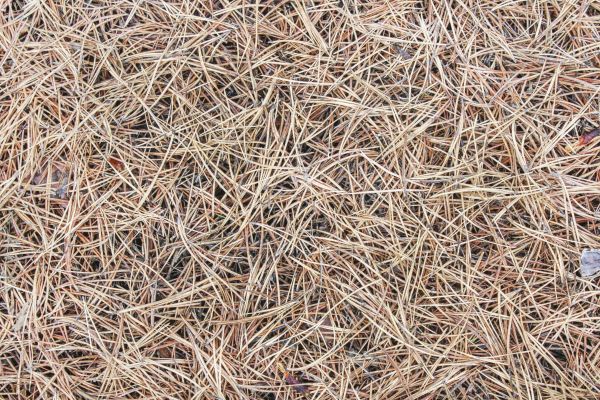 Pine Straw Installation in Englewood