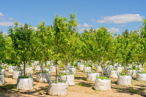 Tree Planting Service in Englewood