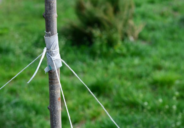 Tree Staking Service in Englewood