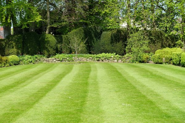 Lawn Renovation in Englewood