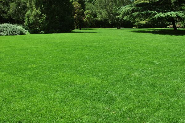 Lawn Landscaping in Englewood