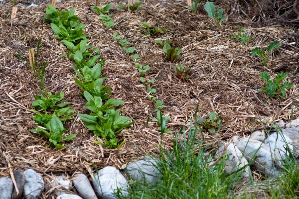 Mulch Service in Englewood