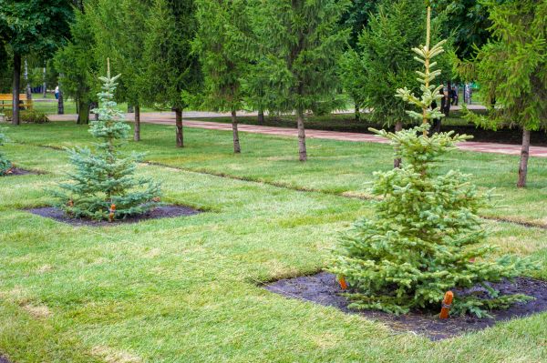 Privacy Trees Planting in Englewood
