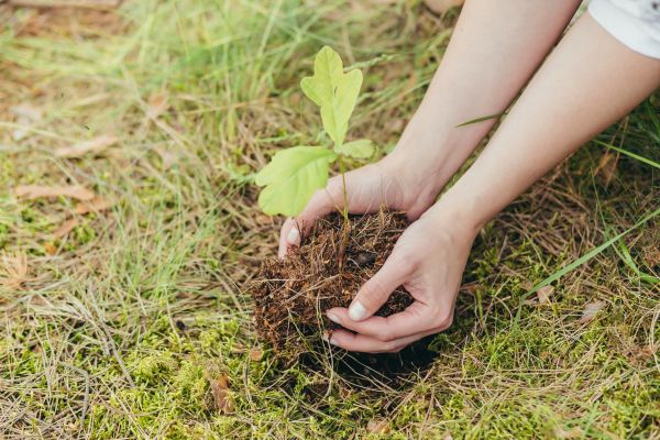 Oak Tree Planting in Englewood