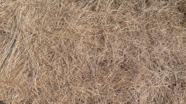 Pine Straw Replacement in Englewood