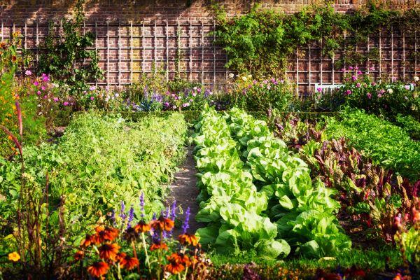 Garden Planting Service in Englewood