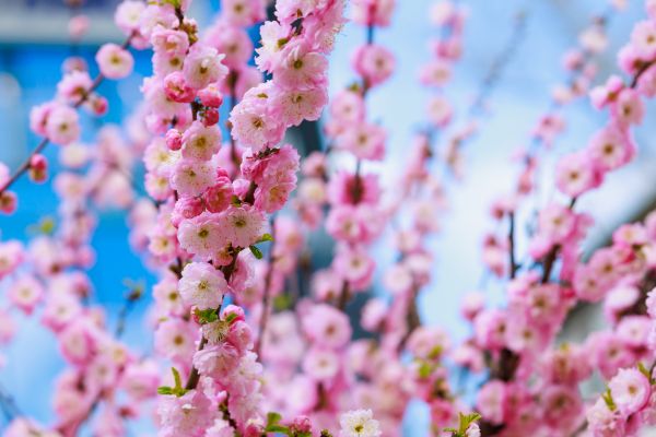 Japanese Cherry Tree Planting in Englewood