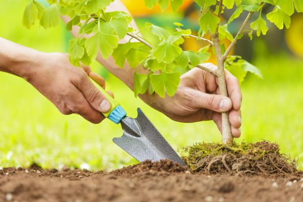 Fruit Tree Planting in Englewood