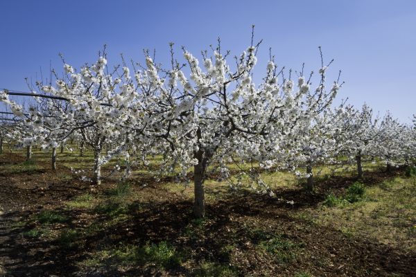 Orchard Planting in Englewood