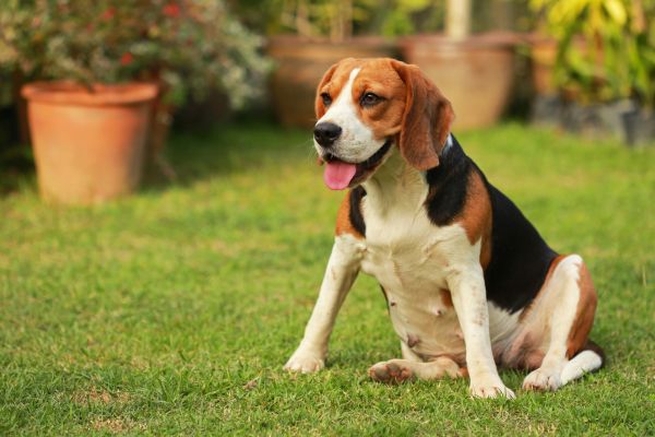 Dog Friendly Landscaping in Englewood