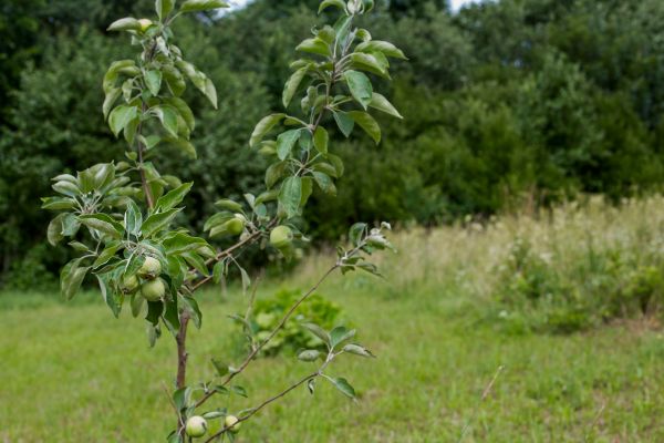 Apple Tree Planting in Englewood